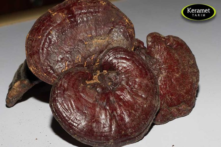 Reishi Mushroom Supplier