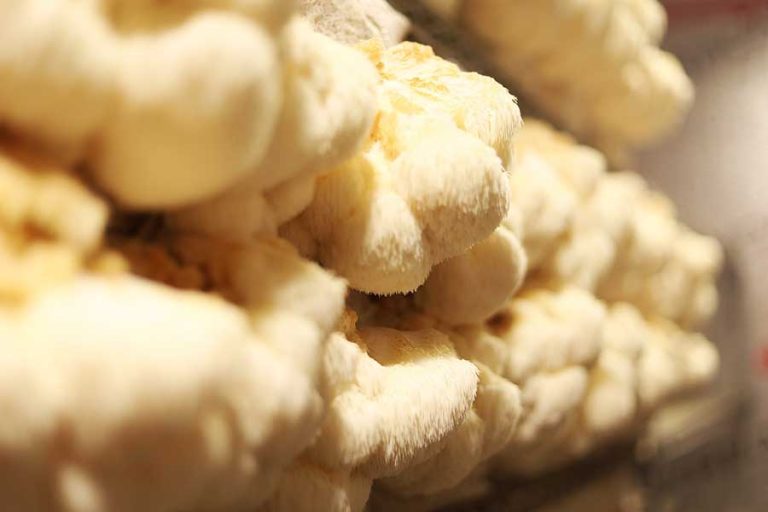 Lion’s Mane Mushroom