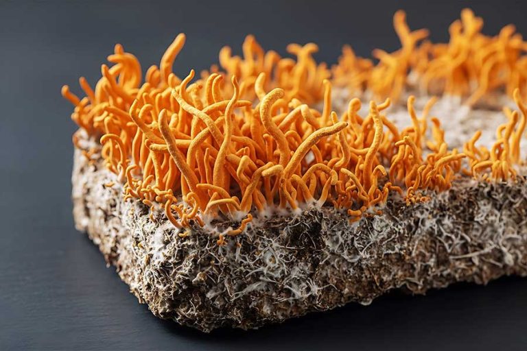 Cordyceps militaris mushroom