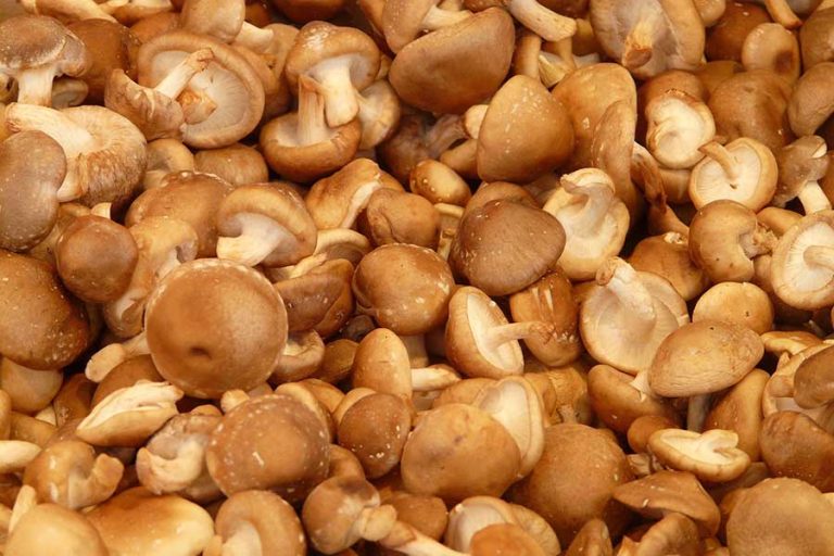 Shiitake Mushroom Supplier