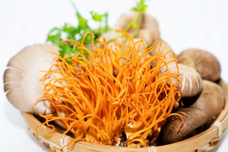 Cordyceps militaris mushroom