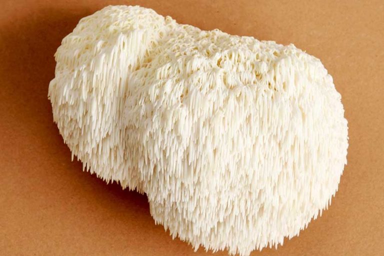 Lion’s Mane Mushroom