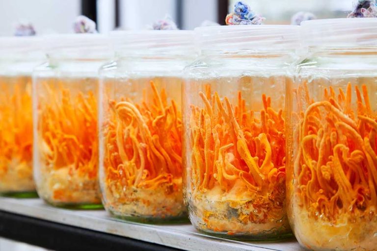 Cordyceps militaris mushroom