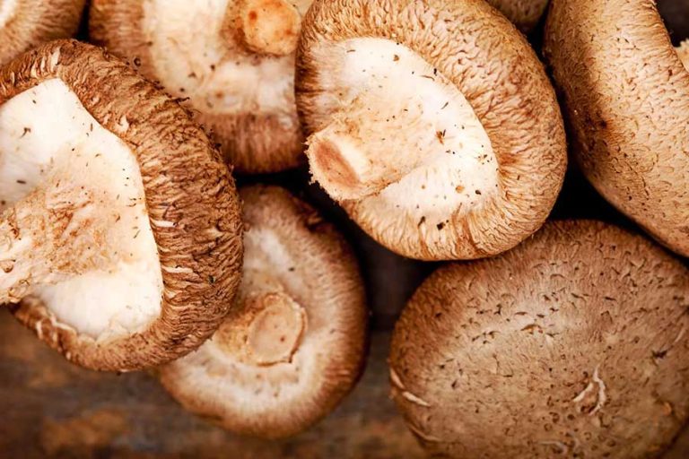Shiitake Mushroom Supplier