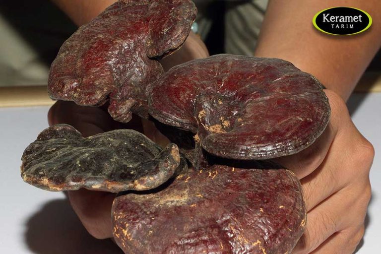 Reishi Mushroom Supplier