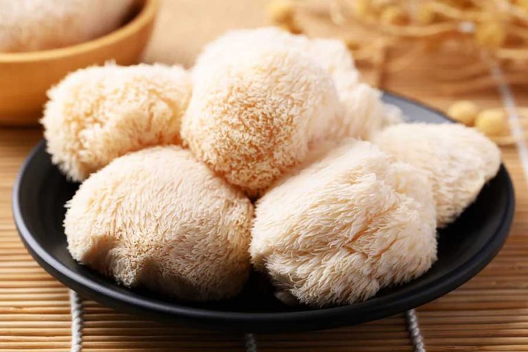 Lion’s Mane Mushroom
