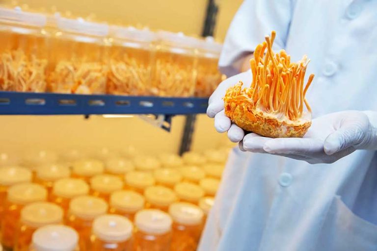 Cordyceps militaris mushroom