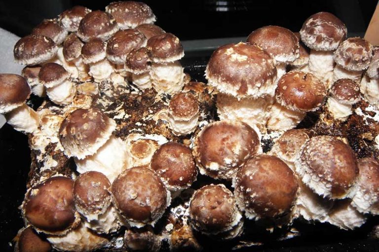 Shiitake Mushroom Supplier