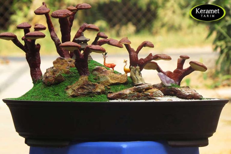 Reishi Mushroom Supplier