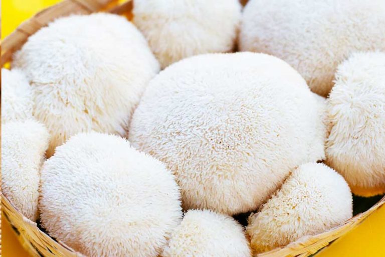 Lion’s Mane Mushroom