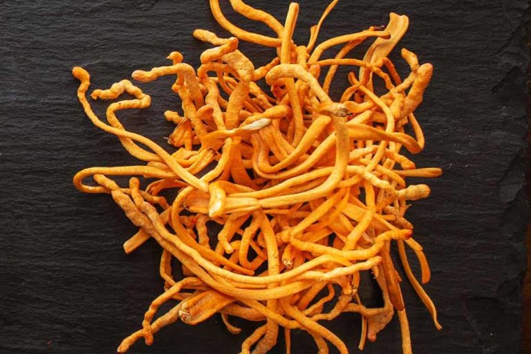 Cordyceps militaris mushroom