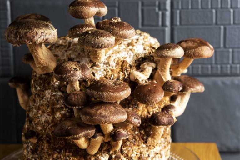 Shiitake Mushroom Supplier