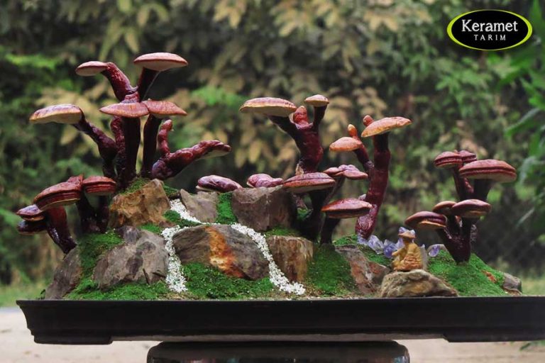 Reishi Mushroom Supplier