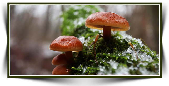 What Contributions Do Medicinal Mushrooms Make to the Immune System?