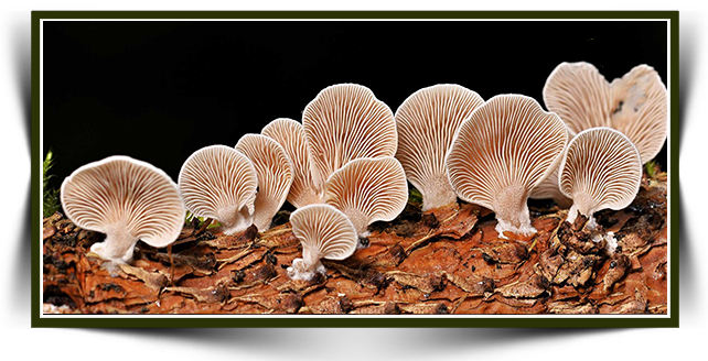 What are medicinal mushrooms? The most commonly preferred species and their characteristics