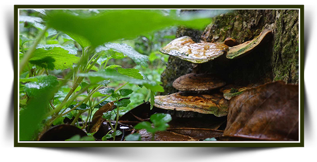 What Is the Reishi Mushroom Good For? Daily Use and Known Benefits